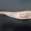 Goat Horn - Image 7