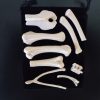 Standard Bone Set - Colors - Image 4