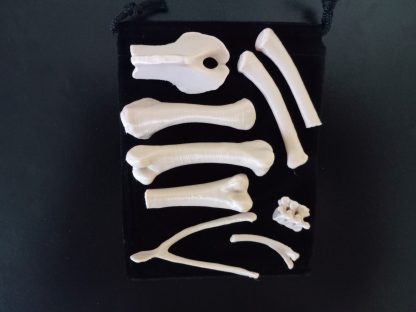 Standard Bone Set - Colors - Image 4