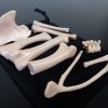 Standard Bone Set - Colors - Image 3