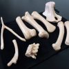 Standard Bone Set - Colors - Image 2