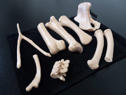 Standard Bone Set - Colors - Image 2