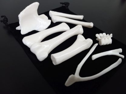 Standard Bone Set - White