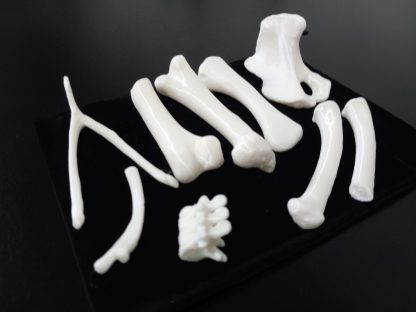 Standard Bone Set - White - Image 4